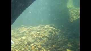 Blue Hole Ocoee swimming hole -- underwater tunnel journey