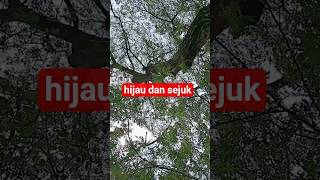 pemandangan alam yang indah #pemandanganalam #sawah #nature #pohonsono #hijau