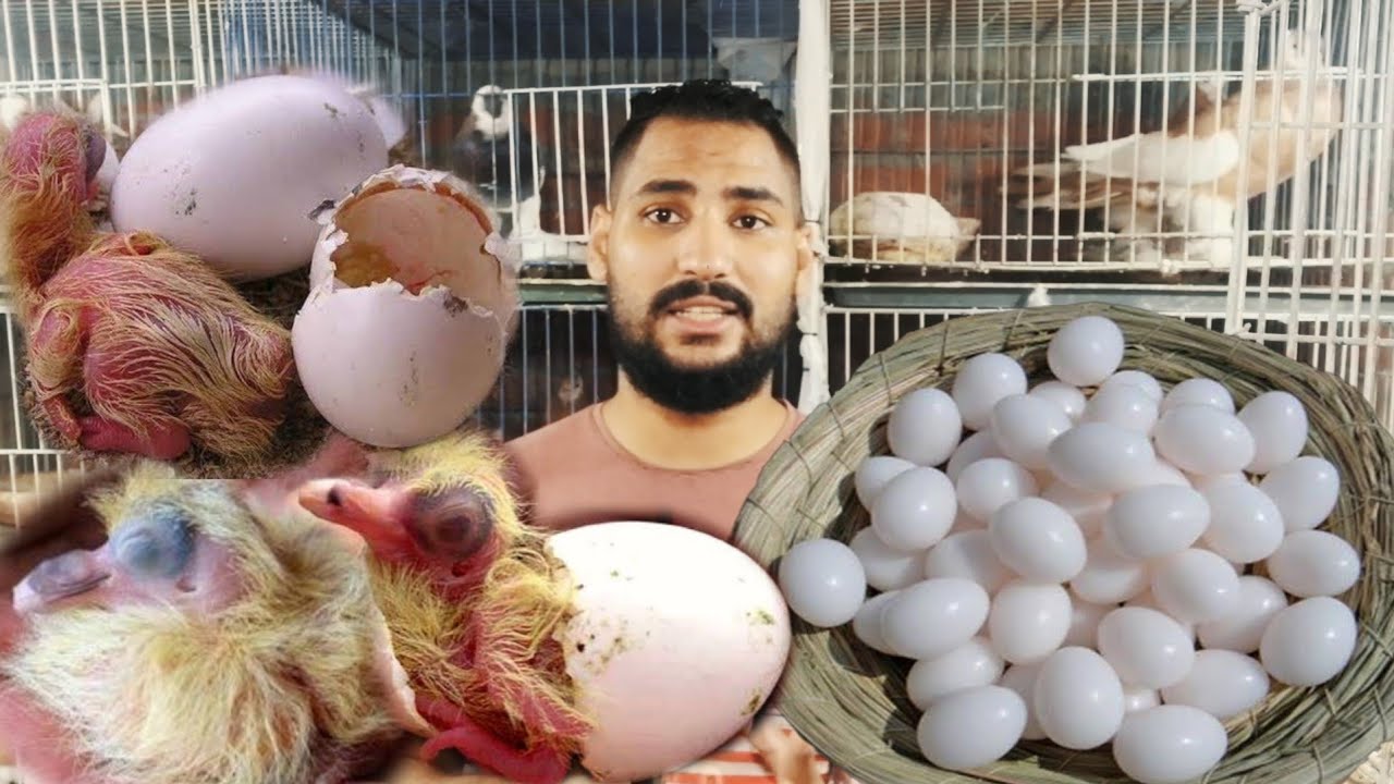 السلينيوم| لزياده انتاج الحمام وعلاج الترويق ومحفز جنسي للدكر والنتايه