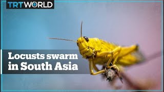 A tale of two plagues: Locusts in South Asia and the coronavirus