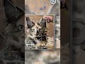 ... #dlaciebie #wbijesię #capcut #edit #cat #therianthropy #quads #music #muzyka #moments...