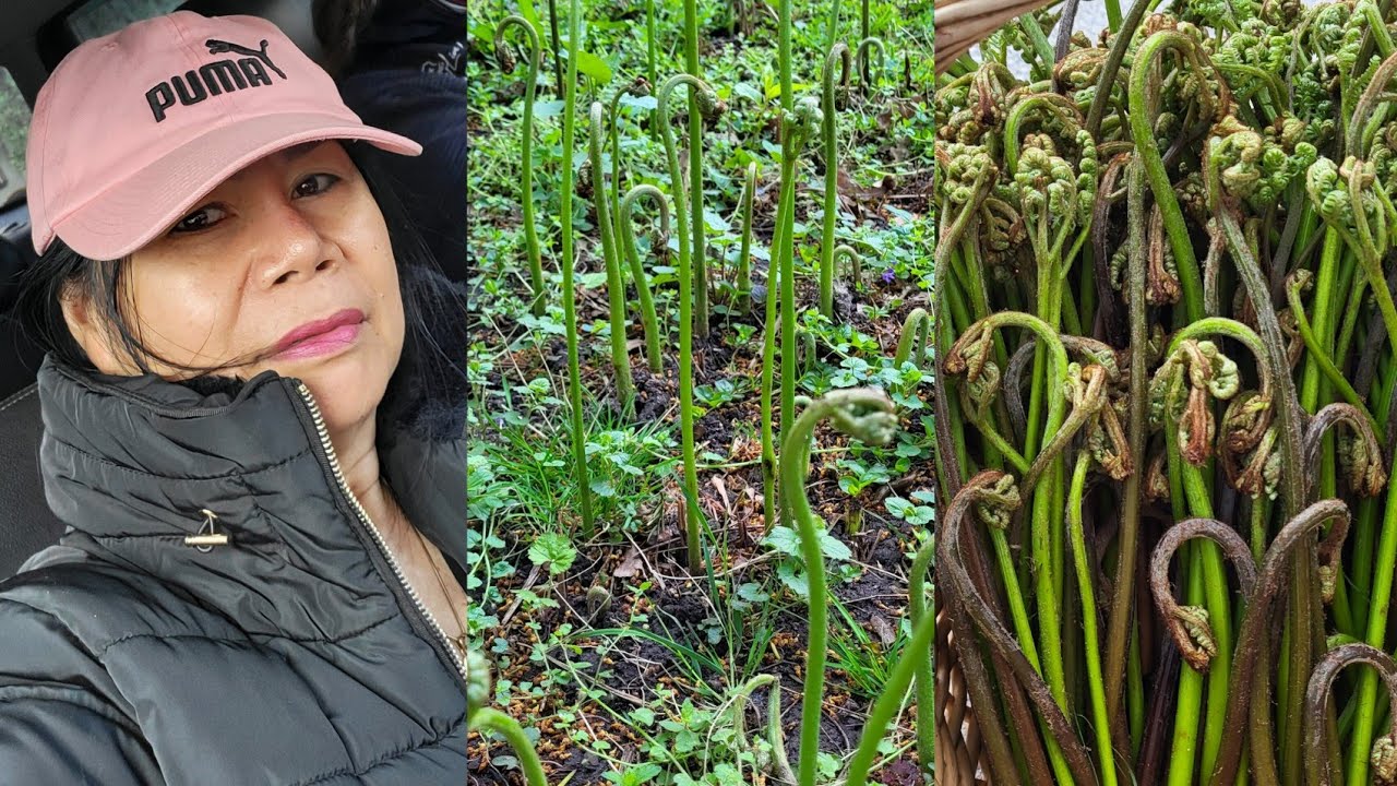 เก็บผักวาราบิ ผักกูดญีปุ่น เฟิร์น3ง่าม มีพิษแต่กินได้มีวิทีทำ