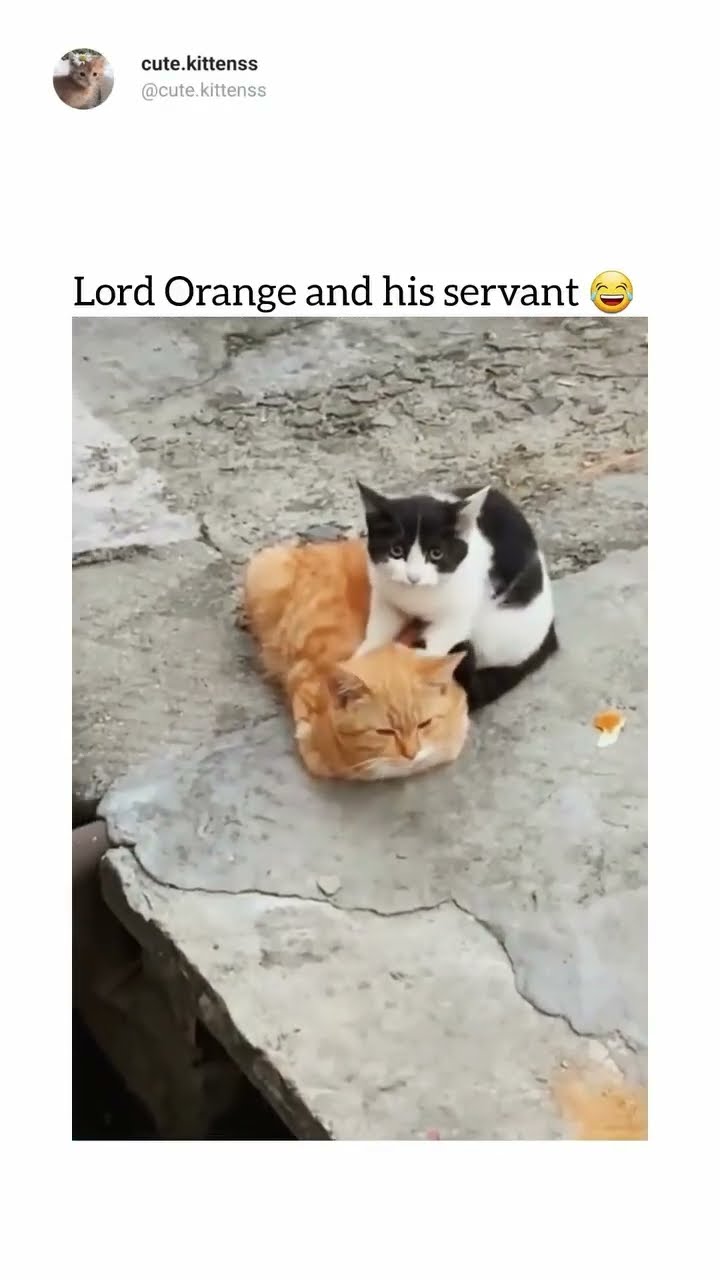 Kittyo like yeah I’m just letting you do what you wands do