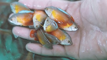 cá sặc gấm, cá sặc lửa  - cá cảnh miền tây (Colisa lalia)