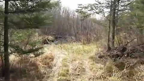 Our cabin property tour pt. 1