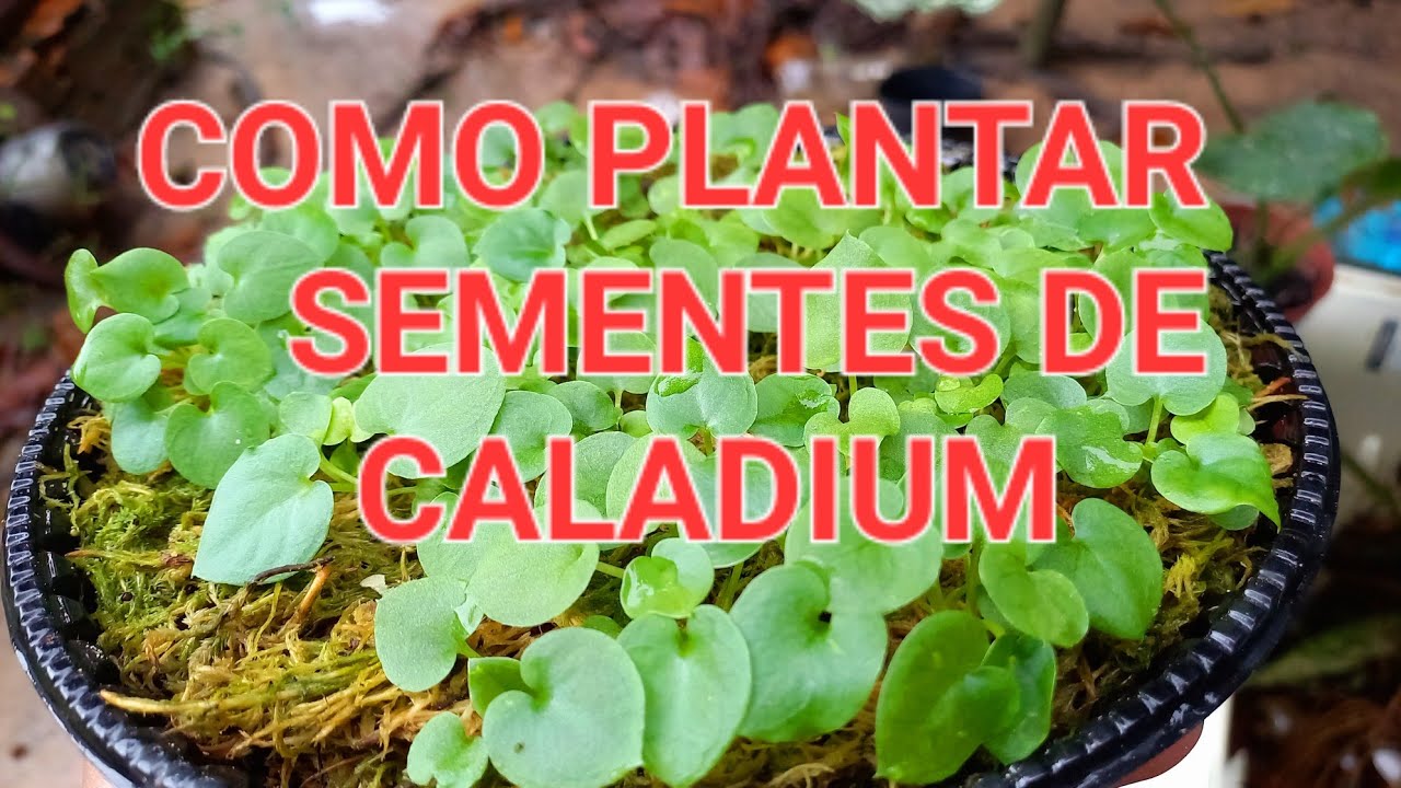 como-plantar-sementes-de-caladium-experi-ncias-de-plantio-das-sementes