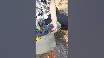 Grape Tree 🍇 Cutting | Full Pruning Guide #grape #pruning #farming #satisfying