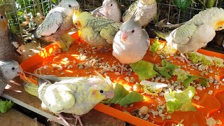 Cockatiels learning to eat