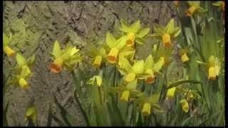 Alan Watts - Birth and Death the Great Cycle of Life (Overcoming Fear and Depression)
