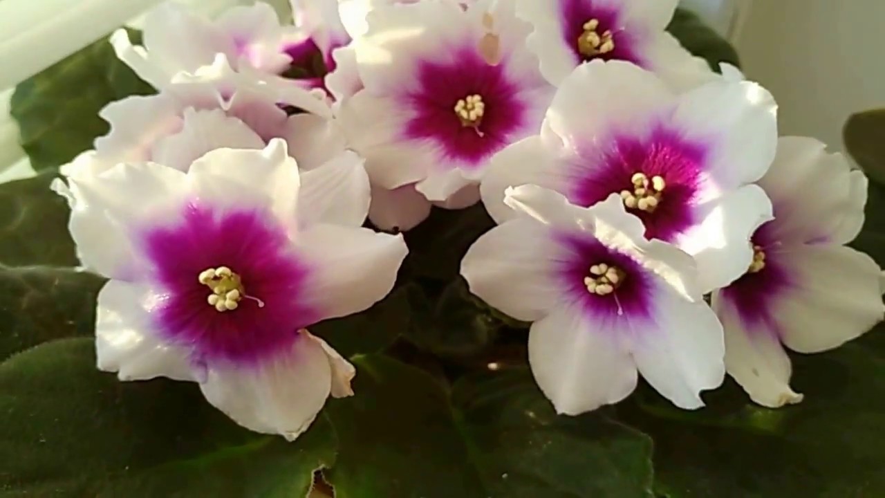 Эти фиалки ВСЕГДА цветут ШАПКОЙ! Фиалки для начинающих.