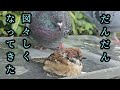 優しい鳩さんが消えました【すずめ日記】