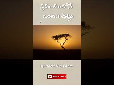 ప్రపంచంలోనే ఒంటరి చెట్టు #telugu#trending#facts #viral#shorts #youtubeshorts#ytshorts#shortsfeed