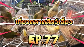 EP.77 เที่ยวตลาดสัตว์เลี้ยง จตุจักร 🌈วันนี้“พาเดินดูสัตว์เลี้ยง” 🐶😸🦜🐸 : Jatujak pest market