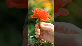 A Beautiful Rose 🌹 is coming out | Time Lapse Video | #shorts #shortsfeed