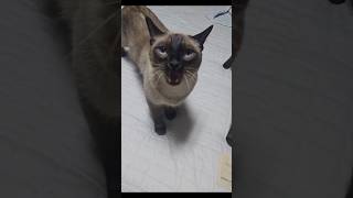 Famous Nonstop meowing machine #catshorts #favoritepets Profile