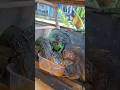 makan bareng iguana #feeding #iguana