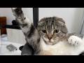 デスクハンモックを猫が気に入りすぎて降りてこなくなってお手上げでごわす🤣🤣🤣