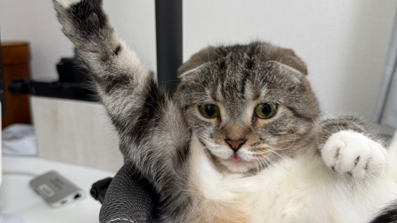 デスクハンモックを猫が気に入りすぎて降りてこなくなってお手上げでごわす🤣🤣🤣