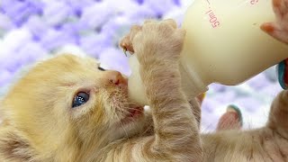 Weak kitten does not get enough milk from the mother cat, we feed him from a bottle