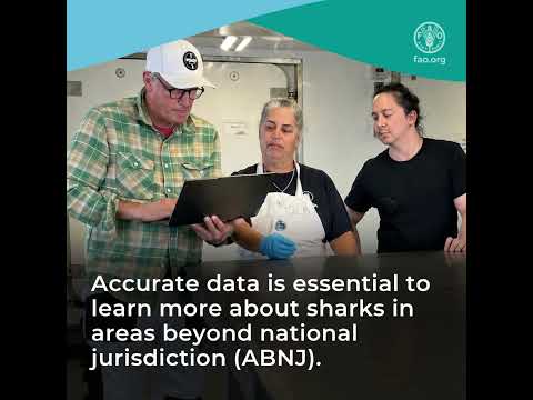 Digital key to advance deepwater shark identification