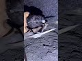 Coal mining process #shorts  #stone #minecraft #mining #usa #Uk #mountain