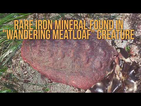 Wandering Meatloaf Creature Has Teeth Of Iron