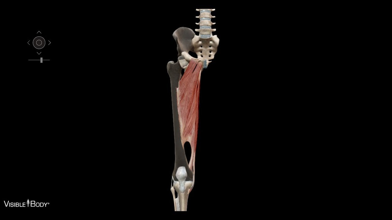 Роль приводящих мышц в статике. Анатомия человека. Лекция 04 - YouTube