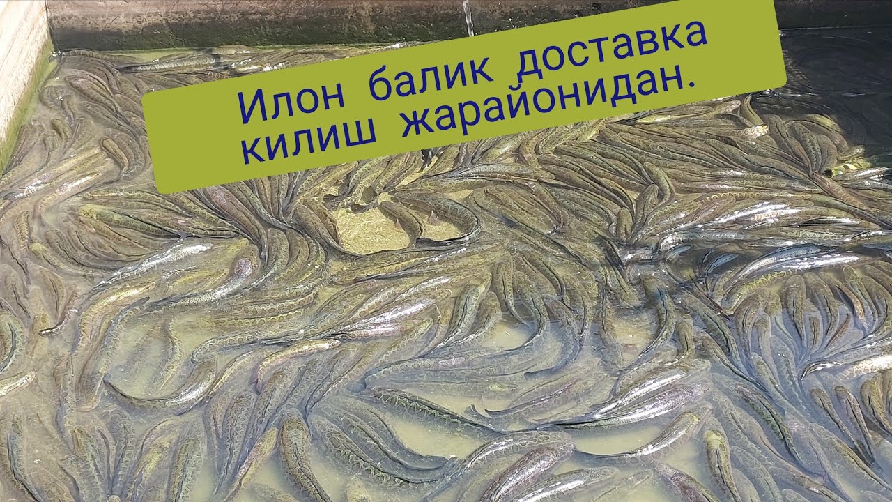 Илон балик доставка жарайонидан. Тошкентга Охангаронга 1 суткада олиб бордик.