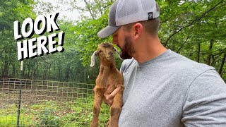 Our first goat pen BREAKOUT!