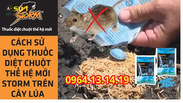 CÁCH DIỆT CHUỘT RUỘNG LÚA | THUỐC DIỆT CHUỘT RUỘNG LÚA | DIỆT CÔN TRÙNG