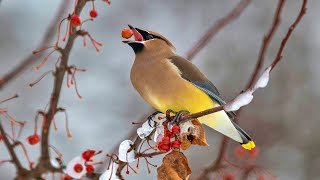 Waxwings: Bohemian Rhapsodies of the Winter Sky