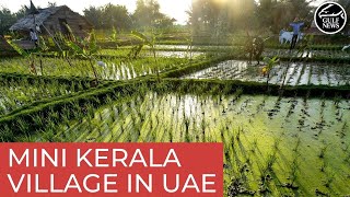 Indian expat replicates Kerala village in Sharjah with rice field, thatched hut, well and waterfall screenshot 4