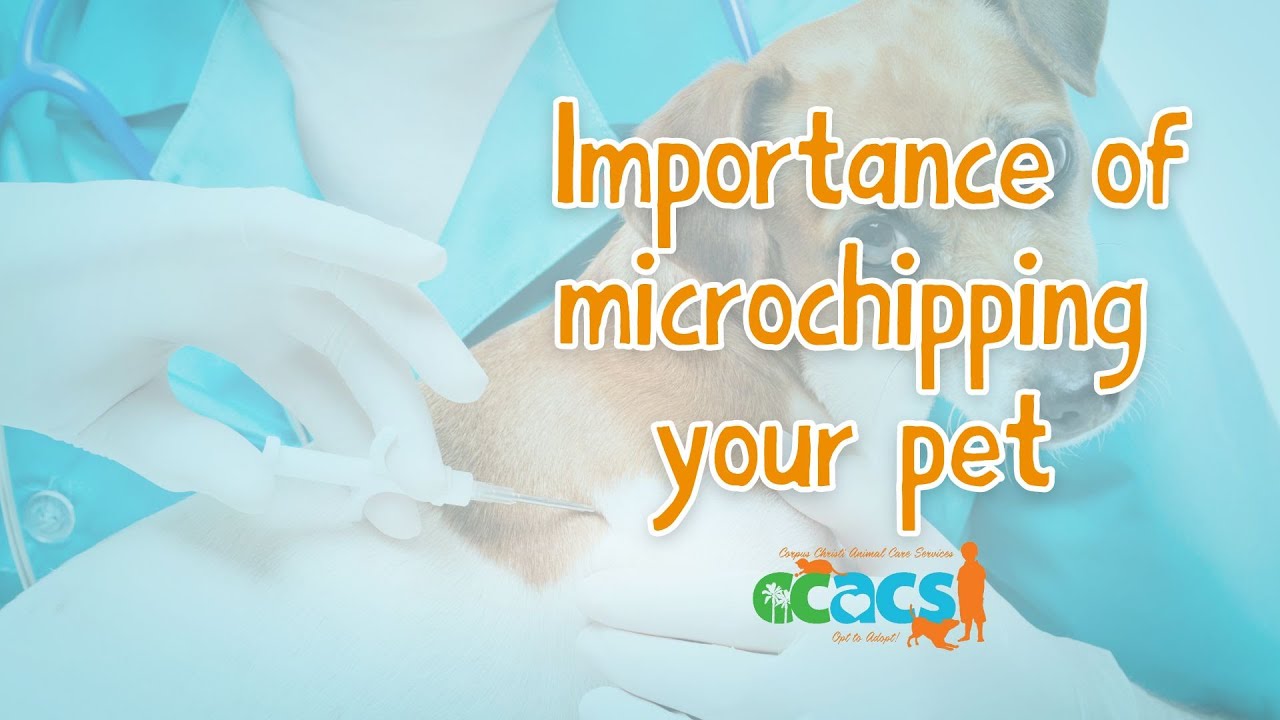 Corpus Christi Animal Care Services Get Your Pet Microchipped For Corpus Christi Animal Care Services Get Your Pet Microchipped For