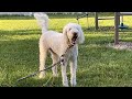 Big Goldendoodle Barking Talking to Another Goldendoodle