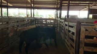 Commercial Steer Weigh In