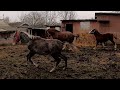 ОРЛОВЕЦЬ МІНЯЄТЬСЯ/HORSE RESCUED/КОНІ В УКРАЇНІ!