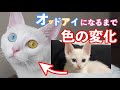 オッドアイ白猫姉妹の目の色の変化を子猫時代から現在まで見てみます