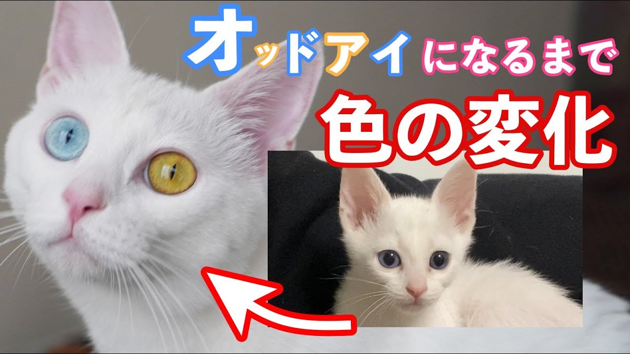 オッドアイ白猫姉妹の目の色の変化を子猫時代から現在まで見てみます