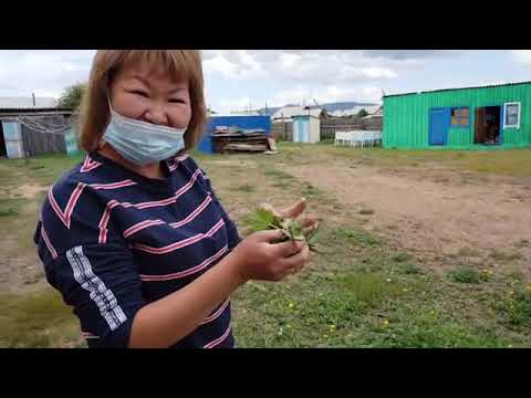 Жители Бурятии голыми руками рвут крапиву-2