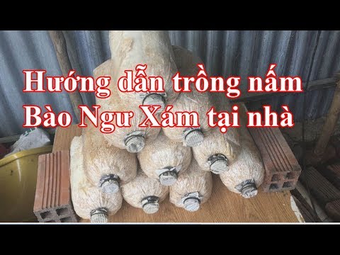 Video: Gieo Nấm