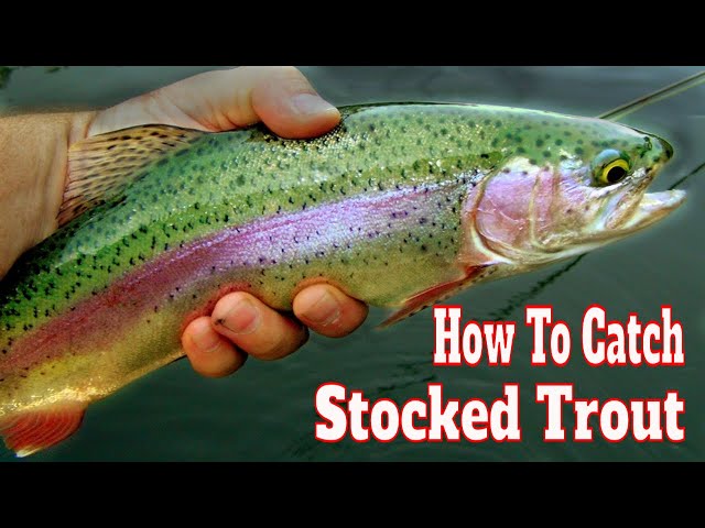 How to Catch Stocked Trout In A Lake & Pond W/ Powerbait: Stocked