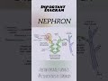 🧠 NEPHRON – The Functional Unit of Kidney!