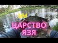 Попал в царство язя. Рыбалка, спиннинг на реке.