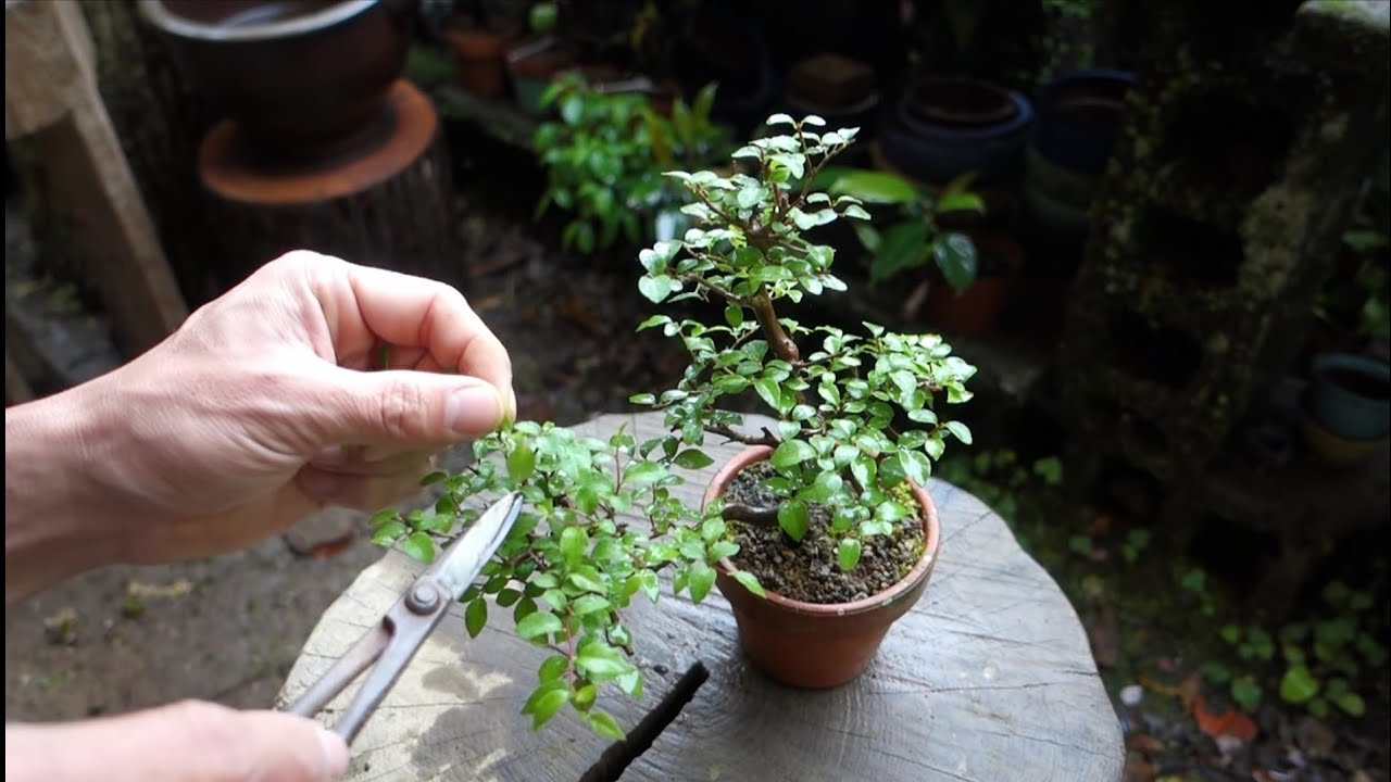 【Bonsai diary】 ♯184 山採りから一年ほど経過のエゴノキ YouTube