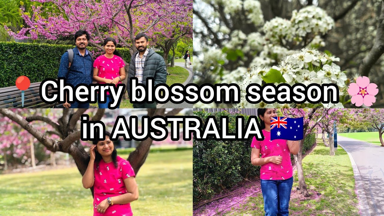 Cherry blossom season in AUSTRALIA 2025. Melbourne spring season.. অস্ট্রেলিয়াতে বসন্ত এসে গেছে।