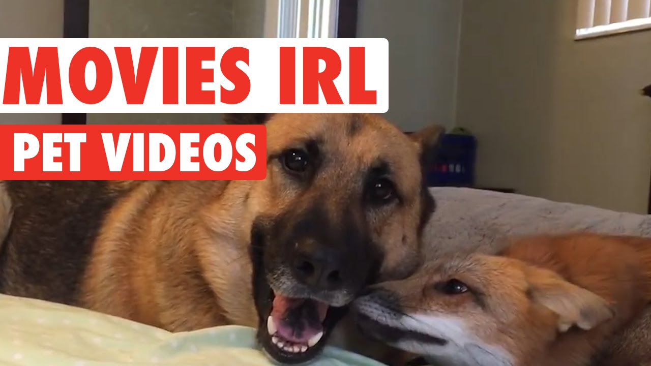 Funny Pet Movies IRL Compilation - YouTube