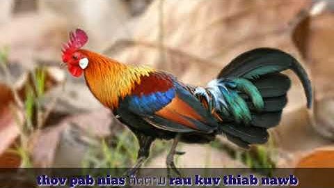 suab​ qaib​ dib​ qua zoo​ 22/02/2022