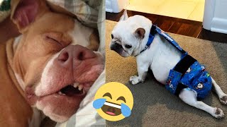 FUNNIEST DOG COMPILATION VIDEO OF 2021 - Funny dog videos by Pet Blade 327 views 2 years ago 7 minutes, 8 seconds