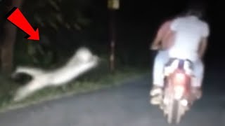 7 Tiger Encounters You Shouldn't Click On by PITDOG 91,925 views 2 years ago 8 minutes, 46 seconds