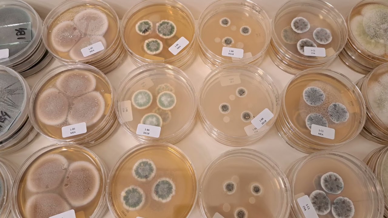 Food and Indoor Mycology course 2022 at Westerdijk Institute - recap